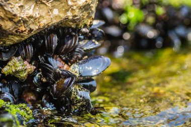 Bir kayaya takılmış deniz kabukları