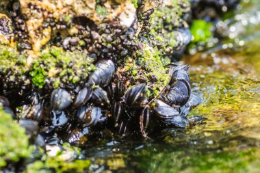 Bir kayaya takılmış deniz kabukları
