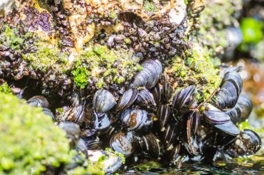 Bir kayaya takılmış deniz kabukları