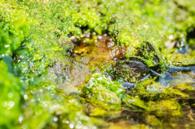 Bir kayaya takılmış deniz kabukları