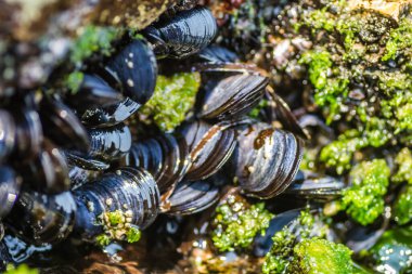 Bir kayaya takılmış deniz kabukları