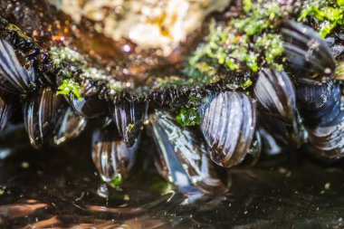 Bir kayaya takılmış deniz kabukları