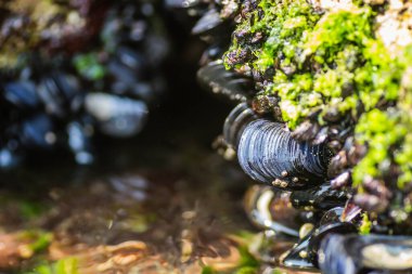 Bir kayaya takılmış deniz kabukları