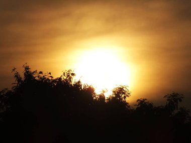 Ağaç siluetleriyle dramatik altın gün batımı.