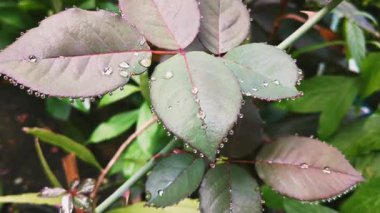 Yaprakların üzerindeki çiy damlacıkları, doğayı yakalıyor sanatsal çiğ kaplı yapraklar sakin ve huzurlu bir ortam yaratıyor..