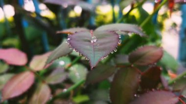 Yaprakların üzerindeki çiy damlacıkları, doğayı yakalıyor sanatsal çiğ kaplı yapraklar sakin ve huzurlu bir ortam yaratıyor..