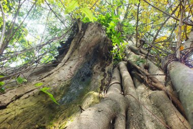 Şu koca ağacın altına bak. Ağaç dallarının arasından güneş ışığı. Çimli ve samanlı yeşil ağaçlar,