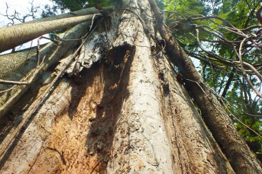 Şu koca ağacın altına bak. Ağaç dallarının arasından güneş ışığı. Çimli ve samanlı yeşil ağaçlar,