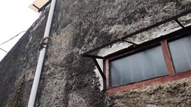 Çevik bir sincap kırsal bir topluluğun binaları arasında gidip geliyor..