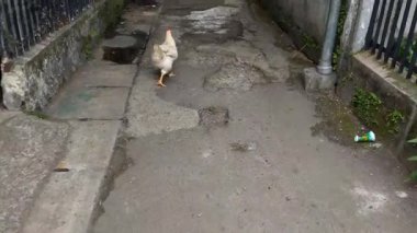 İleriye doğru yürürken, komşunun beyaz tavuğu yiyecek arıyordu. Tavuk çiftliğinde günler.