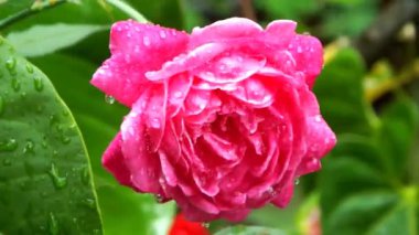 Güzel pembe güller çiçek açıyor. Yağmurdan sonra bahçede rüzgâr esiyor. Yaprakların üzerinde bir su damlası var..