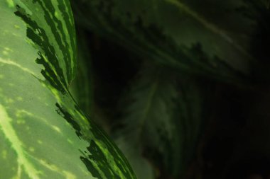 Doğal çeşitlilikte yeşil tropikal yaprağı kapat. Çevre tasarımı, markalaşma, doğa temaları ve sürdürülebilir kavramlara uygun taze organik yapraklar..