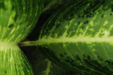 Doğal çeşitlilikte yeşil tropikal yaprağı kapat. Çevre tasarımı, markalaşma, doğa temaları ve sürdürülebilir kavramlara uygun taze organik yapraklar..