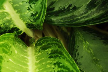 Doğal çeşitlilikte yeşil tropikal yaprağın yakın görüntüsü. Arka plan için uygun taze organik doku, eko tasarım, sağlık konsepti ve doğa temalı görseller.