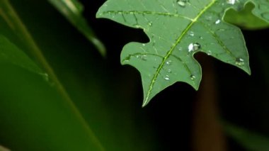 Sakin bir yağmurlu günde teras bahçesinde yeşil yapraklara düşen yağmur damlaları, çevre dostu çocuklar için uygun eğitim içeriği, çevre konsepti, sürdürülebilirlik içeriği.