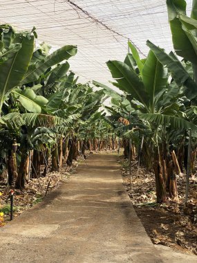 Puerto de la Cruz 'daki muz çiftliği, Tenerife, Kanarya Adaları. Koruyucu ağ altında muz ağaçları, yeşil yapraklar ve patikalı tropik tarım arazisi