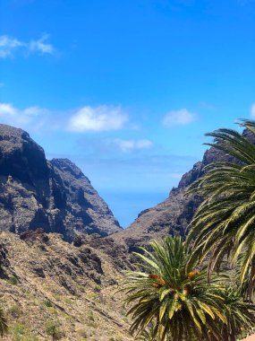 Masca Vadisi 'nin Tenerife, Kanarya Adaları, İspanya' daki manzarası. Ön planda palmiye ağaçları ve açık mavi gökyüzünün altında dramatik kayalık dağlar arasında Atlantik Okyanusu..