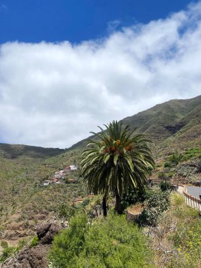 Tenerife, Kanarya Adaları 'ndaki Masca dağ köyüne bakan tropik palmiye ağacı