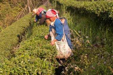 Dağ tarafı kadınların Akha etnik grup hasat çay yaprakları