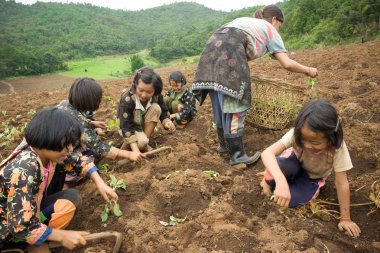Hmong etnik grup dağın çocuklara eğlenceli lahana dikim