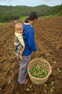  Dağ tarafı Hmong etnik grubun bir anne oğlunu, lahana dikim sırasında yürütmek