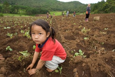 Hmong etnik grup dağın çocuklara eğlenceli lahana dikim