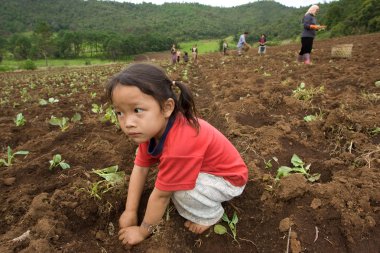 Hmong etnik grup dağın çocuklara eğlenceli lahana dikim