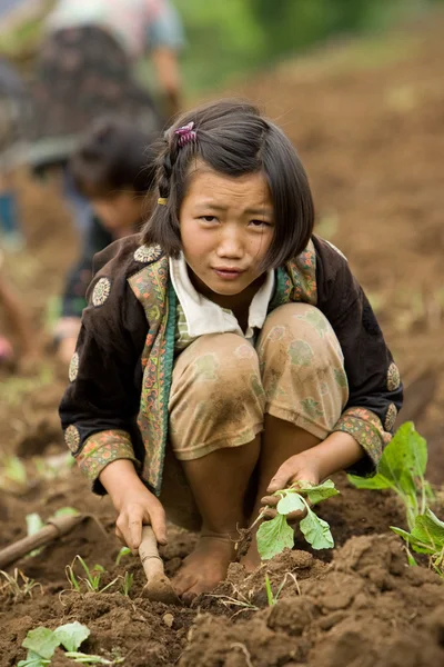 Hmong etnik grup dağın çocuklara eğlenceli lahana dikim