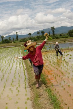 Chiang Mai kuzey Tayland ilinde. Temmuz ayında muson sırasında kadınlar çeltik tarlalarına pirinç ekiyor
