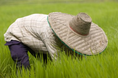 Chiang Mai kuzey Tayland ilinde. Temmuz ayında muson sırasında kadınlar çeltik tarlalarına pirinç ekiyor