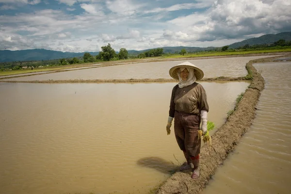 Nella provincia di Chiang Mai nord della Thailandia. Durante il monsone di luglio le donne piantano riso nelle risaie — Foto Stock