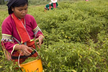 Chiang mai eyaleti Tayland kuzeyinde. Palong etnik grubundan bir kadın tarlalarda biber topluyor..