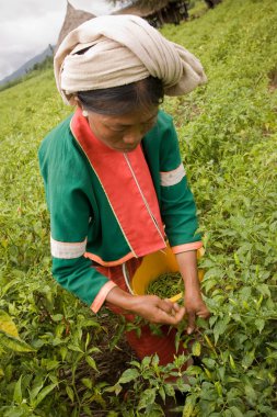 Chiang mai eyaleti Tayland kuzeyinde. Palong etnik grubundan bir kadın tarlalarda biber topluyor..