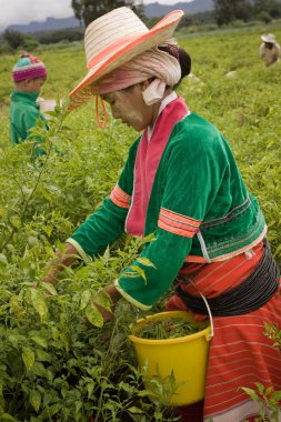 Chiang mai eyaleti Tayland kuzeyinde. Palong etnik grubundan bir kadın tarlalarda biber topluyor..