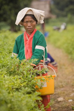 Chiang mai eyaleti Tayland kuzeyinde. Palong etnik grubundan bir kadın tarlalarda biber topluyor..