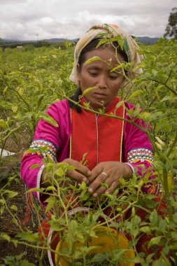Chiang mai eyaleti Tayland kuzeyinde. Palong etnik grubundan bir kadın tarlalarda biber topluyor..
