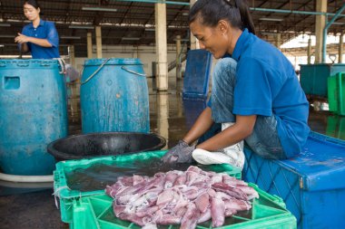 Bağlantı noktası Phuket Town oteli kadınlar temiz taze yakalanmış balık ve kalamar