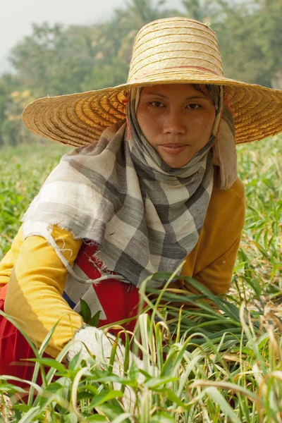Burmese migrant workers harvesting onions in the fields — Stock Photo, Image