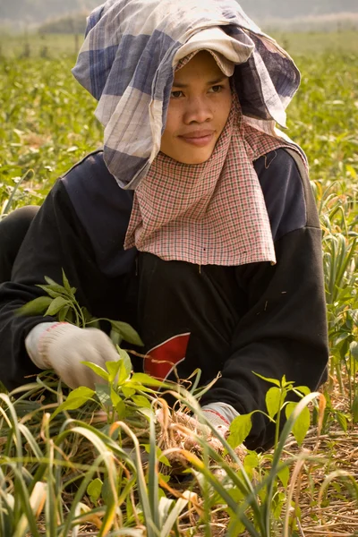 Pekerja migran Burma memanen bawang di ladang — Stok Foto