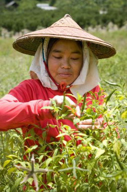Birman Göçmen işçiler biber alanlara hasat