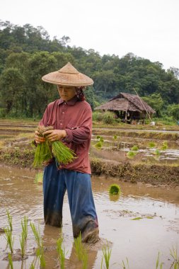 Tayland, pirinç alanında çalışan Birmanya göçmen kadın.