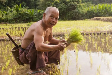 Kuzey Tayland Myanmar sınırına yakın. Pirinç alanında çalışan Taylandlı çiftçi erkekler.