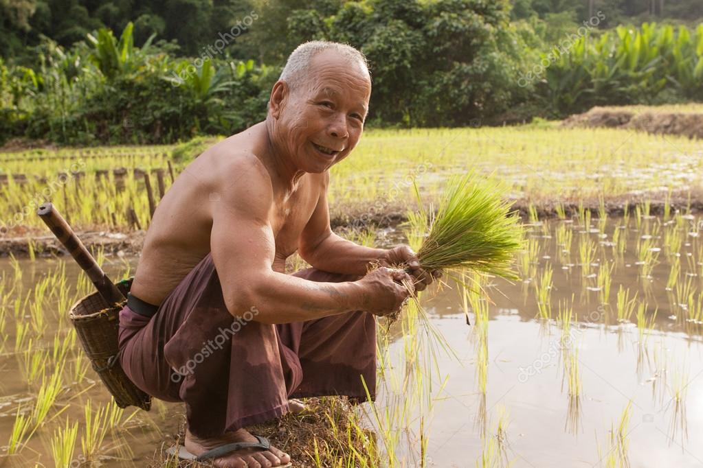 Norte Da Tailândia Perto Da Fronteira Com Mianmar Agricultores Tailandeses Que Trabalham No