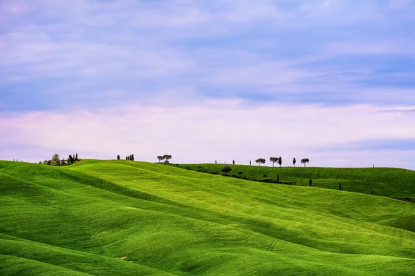 Groene heuvels met bomen op de top — Stockfoto