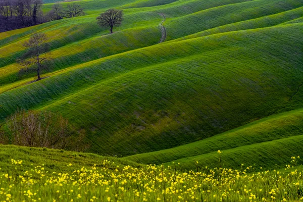 Paesaggio con fiore giallo con colline e alberi sullo sfondo in Toscana — Foto Stock