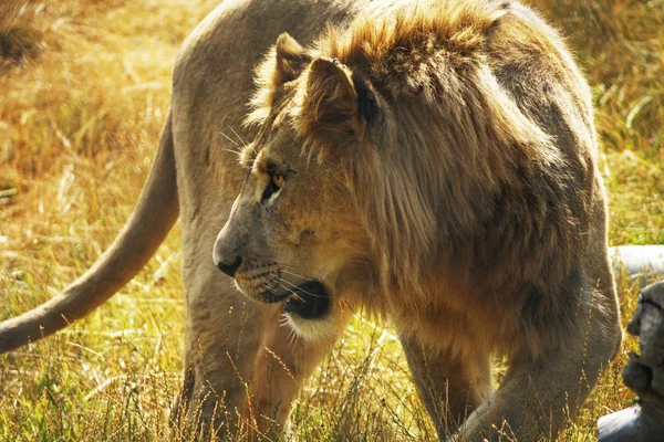 Hermoso león caminando —  Fotos de Stock