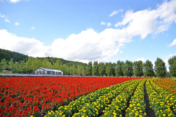 Farm Tomita, Hokkaido, Japón — Foto de Stock