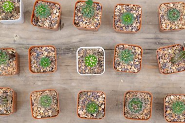 Üstten Görünüm pot birçok küçük kaktüs