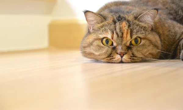 Gato acostado en el suelo, de cerca — Foto de Stock