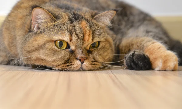 Gato acostado en el suelo, de cerca — Foto de Stock